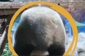 大熊猫灵岩“性感抖臀” 导致直播间被封十分钟 网友调侃:直播被封第一熊图片