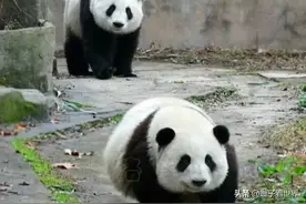 成·带崽公猫·和叶，大概是功妈留给花花最好的礼物了吧图片