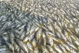 锦州海域出现大片死鱼因为污染？真相来了图片