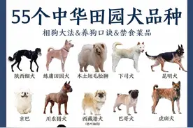 55个中华田园犬品种，你喜欢哪一个图片