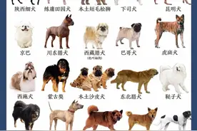 55个中华田园犬品种，你喜欢哪一个图片