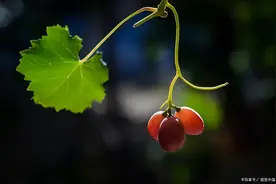 为什么越来越多的院子里不种葡萄了？说出原因后，网友：很赞同图片