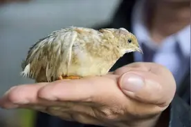 前两年爆火的“世界最小鸡”，为何销声匿迹了？凉得太快有隐情？图片