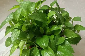 婆家有没有拿你当外人，两件小事能一眼看穿，真心假意瞒不了图片