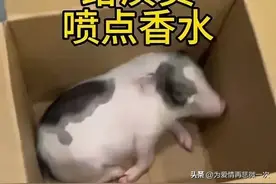 解清帅把小香猪放到正睡觉哥嫂床上，哥哥模糊中看到猪吓得一激灵图片
