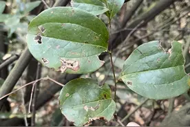 多功能的金刚藤：食材、煲汤、药用，农民朋友必读！图片