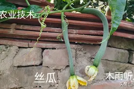 丝瓜施什么肥料长得快，产量高？丝瓜施肥的方法图片