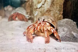 全球近7成寄居蟹不住贝壳改住垃圾？人类活动致它们无“壳”可归图片