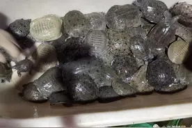 疯狂扩张！恶果显现！甲鱼价格一年不如一年，这个春节能反弹吗？图片