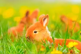 奇妙的冒险故事（童趣小故事）图片