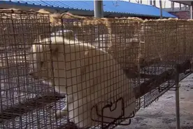 新疆出现白色“灵狐”，仙气飘飘还不怕人，专家：它出现不是好事图片