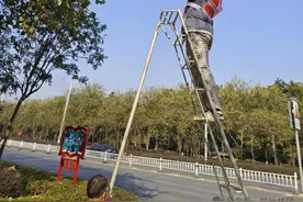 暖冬催促花蕾生长，今年的洋紫荆会不会提前开？图片