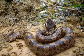 为什么说见蛇发财？正月蛇进门，发财不费神。这句老话啥意思？图片