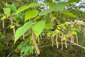 “榖”怎么读？图片