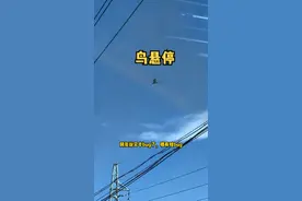 有些鸟为啥可以悬停在空中？#科普 @抖音博士团 #2022科普时刻 视频封面