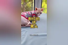 帮粉红豹挤黑头 #斯芬克斯无毛猫 #萌宠日常记录 #上海话 #挤黑头 #强迫症视频封面