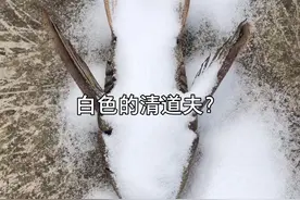 清道夫能复活到底是真的还是假的呢？有人知道吗？#清道夫奇葩试验视频封面