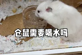 仓鼠需要喝水吗#养鼠日常分享