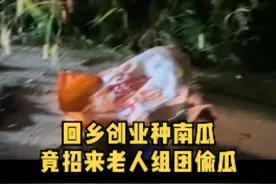 #目光 投资百万种南瓜频遭偷窃，面对“坏老人”究竟该怎么办？