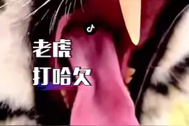 #老虎 #动物冷知识 你听过老虎打哈欠的声音吗？#解说