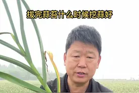 #拔蒜苔 #拔完蒜苔多少天挖蒜比较好 #抽完蒜苔后什么时候挖蒜才高产 #大蒜种植 #老姚说农资 @DOU+小助手视频封面