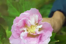 木芙蓉又叫芙蓉花，它不仅可以用来观赏，用来炒蛋相当好吃。#新农人计划2021 #农村美食 #芙蓉花 #木芙蓉 视频封面