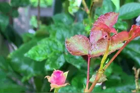 #月季 3克食用小苏打+醋兑水500毫升，治蚜虫效果显著，质疑不如尝试，我只分享自自己实践后的经验。视频封面