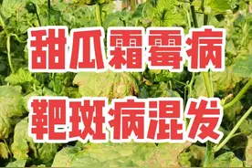 科学种植西甜瓜，关注我每天为你分享农业种植过程中的病害了解，#心系三农服务三农 #抖音助农 #农业技术推广 ，甜瓜霜霉病靶斑病防治，邢家河庄稼医院。 内容仅供参考，具体情况具体对待！视频封面
