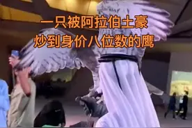 售价500个W的阿拉伯鹰隼，到底贵在哪里？如此受中东土豪欢迎#沙特阿拉伯 #鹰隼 #抖音看世界 #海外生活视频封面