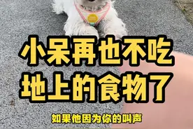 如何让狗狗不乱吃地上的食物，一个办法教会你！#萌宠 #西高地 #狗狗 #宠物