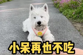 如何让狗狗不乱吃地上的食物，一个办法教会你！#萌宠 #西高地 #狗狗 #宠物视频封面