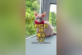 粉红豹挤黑头（2）#斯芬克斯无毛猫 #萌宠日常记录 #上海话 #挤黑头视频封面