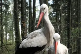 白鹳鸟妈妈有多残忍？养不起的娃直接扔掉，有时甚至先啄死再扔。为什么白鹳鸟这么狠心？#上西瓜看知识 @西瓜视频 