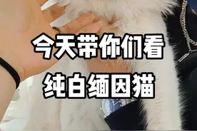 今天带你们看纯白缅因猫？你们觉得可爱吗？评论区告诉我？#猫 #萌宠 #浅银虎斑缅因猫 #长毛猫 #宠物 #缅因猫 #缅因猫日常 #宠物店 #纯白缅因猫 视频封面