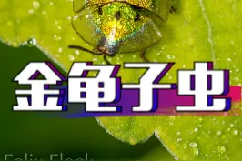 真正的金龟子，唱着大风车来了，这是生活在美洲的金色龟甲虫，平色是金色，受惊时会变红色。#上西瓜看知识 @西瓜视频 #star 视频封面