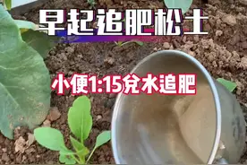 #阳台种菜 我的追肥材料是：静放7天以上的小便，以1:15兑水追肥，你们用什么？视频封面