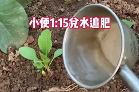 #阳台种菜 我的追肥材料是：静放7天以上的小便，以1:15兑水追肥，你们用什么？