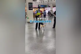 上海一地铁站警犬偷闲卖萌求抱抱市民：没想到警犬也有卖萌一面视频封面