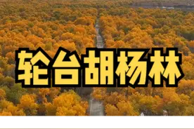 新疆胡杨林攻略 新疆最大最原始的胡杨林，轮台塔里木胡杨林公园，距离库尔勒215公里，距离乌鲁木齐669公里，最佳旅游时间是5月到1月，最佳观景时间10月7日到11月14日。主要观景有沙漠的胡杨、水上的胡杨、湿地的胡杨、河边的胡杨、湖岸的胡杨、枯树的胡杨、还有小火车从胡杨里经过像是油画里的场景一样。公园不能点火，烧烤，
从乌鲁木齐或者库尔勒出发到达轮台县城有火车大巴车，大巴车在库尔勒州客运站座，从轮台到景区到客车站（火车站离县城很远）从库尔勒3个小时到轮台，从乌鲁木齐7个小时到轮台。
门票：40元/人（特殊优待人员免费），自驾218/车（光是车不包括人），观光大巴车25元（19点30分结束）视频封面
