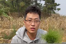 这种野草能吸取黄金，所以被称为黄金草，大家有见过的吗？#神奇植物在哪里 #问荆草 #新农人计划2021视频封面