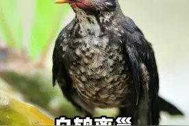 #乌鸫 #乌鸫鸟的十天变化 #神奇动物在抖音 #乌鸫鸟 