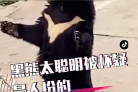 动物园黑熊太聪明，还会站起来和人打招呼，被怀疑是人扮的￼！视频封面