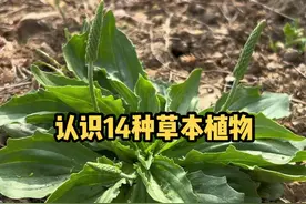 茵陈，又叫白蒿。车前草，也叫猪耳朵或者牛舌头。朋友们都认识吗？有其它的叫法吗？#野菜 #车前草 #茵陈 #植物科普 @抖音短视频视频封面