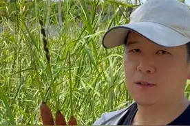 香蒲还有哪些用处？#香蒲棒 #植物科普#荒野求生  