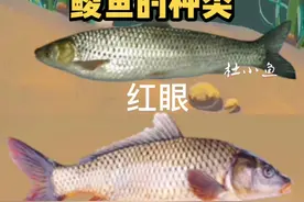 鲮鱼.钓友们了解多少.#户外钓鱼 #钓鱼知识 #作品推广上热门 #科普 @DOU+小助手视频封面