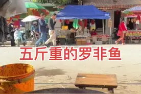 一条五斤重的罗非鱼#美食 @小乐乐视频封面