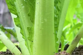 芥菜这样拍#手机摄影 #拍摄技巧 #种菜视频封面