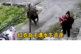 2日，湖北一红衣女子遭黄牛追逐，紧急情况下脱衣逃跑，牛主：将其“送上路”视频封面