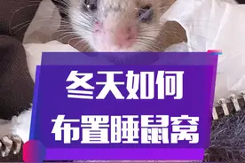 【答疑】冬天如何给睡鼠布置窝#宠物 #西班牙睡鼠#仓鼠#金丝熊#家有萌鼠 @DOU+小助手 #养鼠日常视频封面