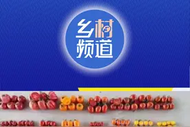 南乐牵手河南农大，建特色西红柿小镇！ #南乐  #濮阳  #西红柿  #河南农业大学 视频封面
